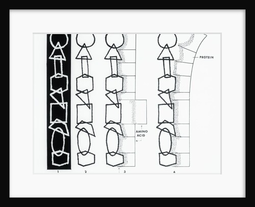 Diagram of DNA by Anonymous