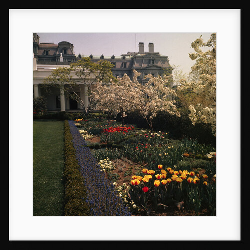 White House Rose Garden by Anonymous