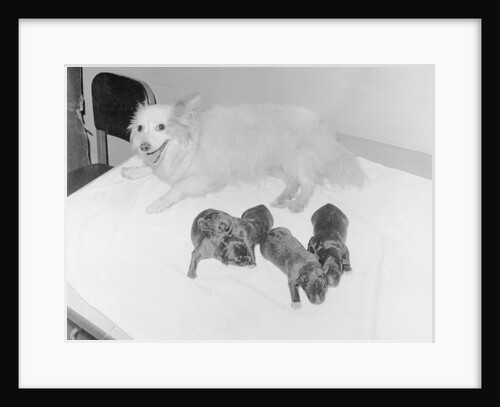 Dogs Lying on Bed by Anonymous