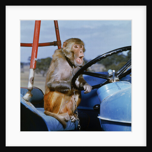 Johnny Rhesus Driving Tractor by Anonymous