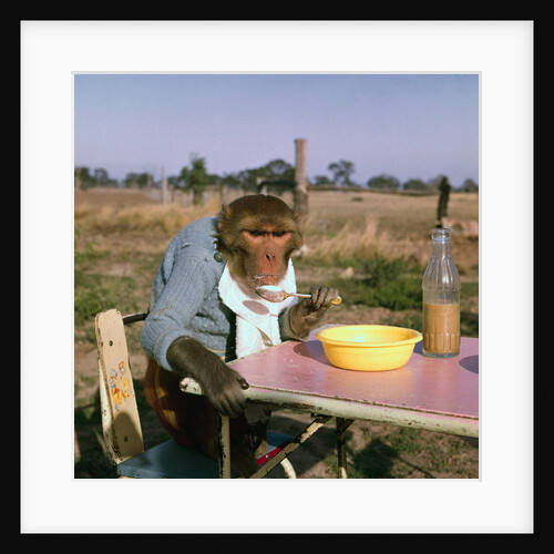 Monkey Eating Lunch by Anonymous