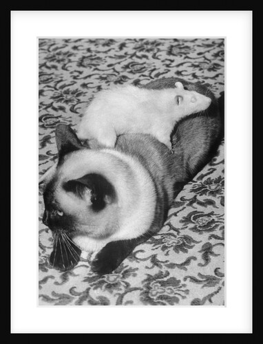 Cat and Rat Lying Together by Anonymous