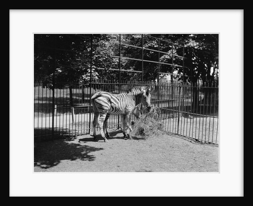 Zebras by Anonymous