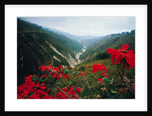 View of Flowers and Valley by Anonymous