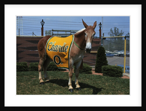 Portrait of Mule Mascot Charlie O by Anonymous