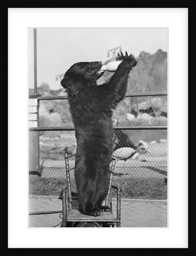 Bear Drinking from Bottle by Anonymous