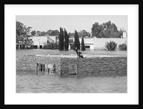 Dog Waiting Atop a Submerged House by Anonymous