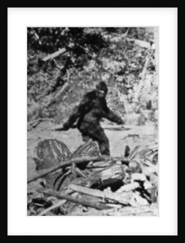 Alleged Photo of Bigfoot by Anonymous