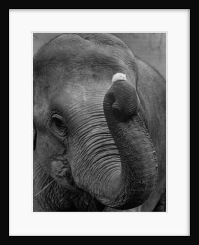 Mouse Balancing on Elephant's Trunk by Anonymous