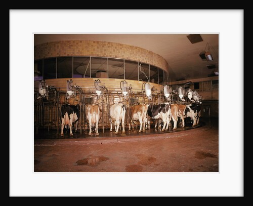 Milking Machine by Anonymous