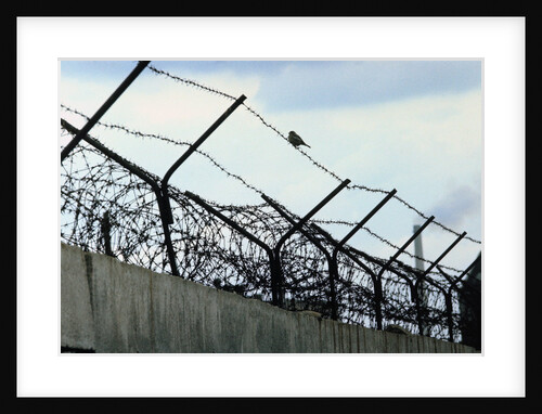 Barbed Wire Wall by Anonymous