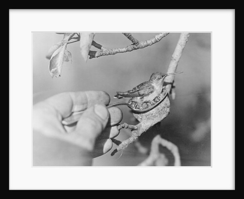 Humming Bird and Chicks in a Spoon by Anonymous