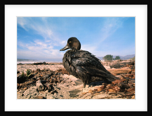 Bird on the Beach by Anonymous