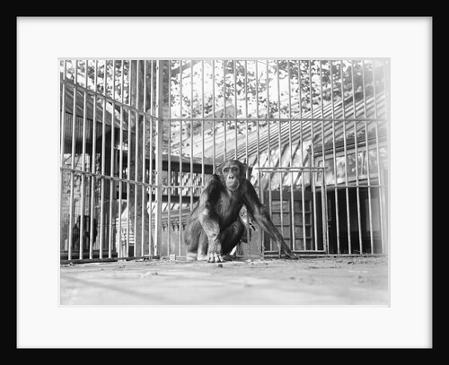 Chimpanzee in a Cage by Anonymous