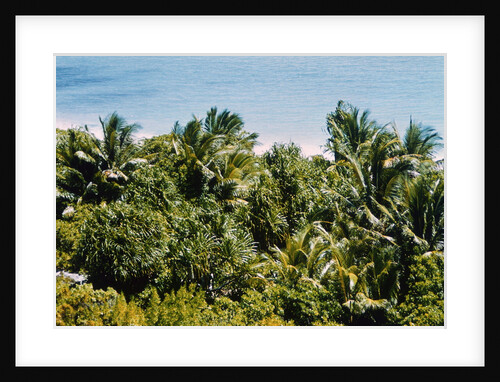 Overview of Lush Trees and Foliage by Anonymous