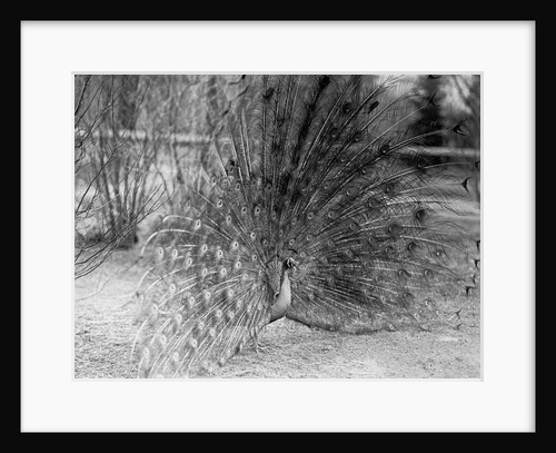 Peacock Flaring Tail Feathers by Anonymous