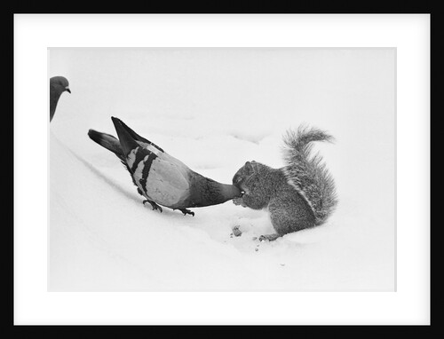 Pigeon Taking Nut from Squirrel on Snowy Day by Anonymous