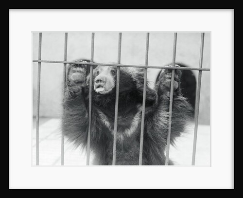 Sloth Bear of India by Anonymous