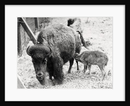 Newborn Buffalo with Mother by Anonymous