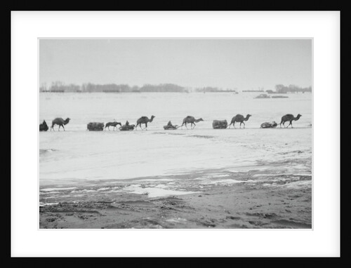 Camel Train Carrying Supplies by Anonymous