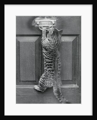 English Watch Cat by Anonymous