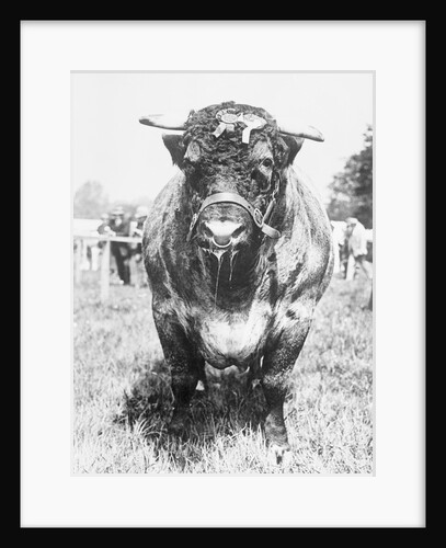 View of Prize Bull by Anonymous