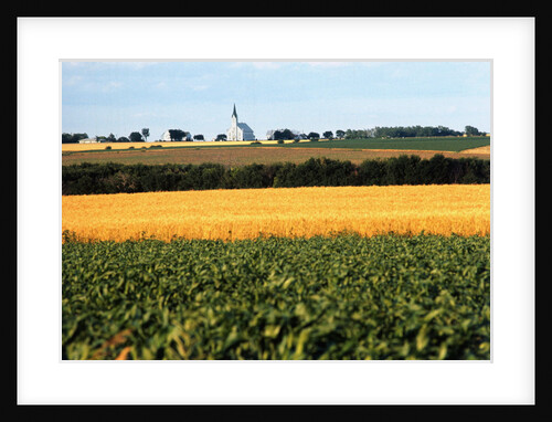 Cornfield with Church in Background by Anonymous
