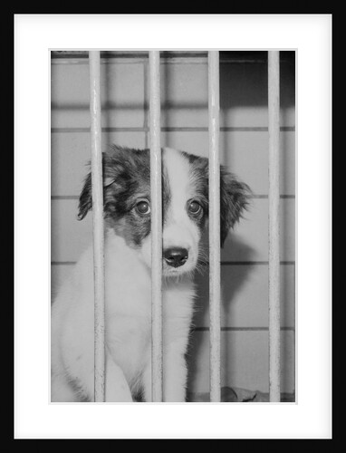Dog Waiting for Adoption in Cage by Anonymous