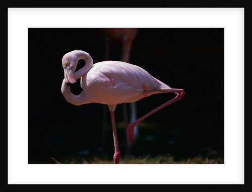 Flamingo by Anonymous