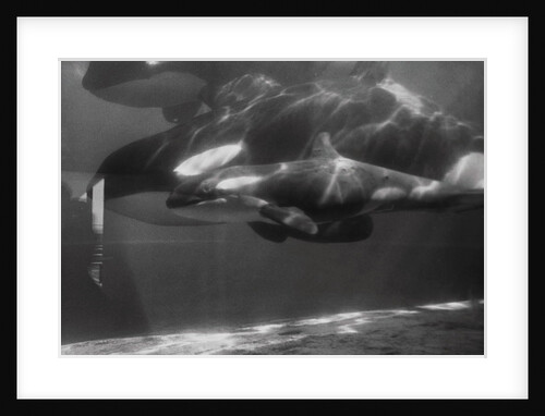 Family of Whales at Marineland by Anonymous