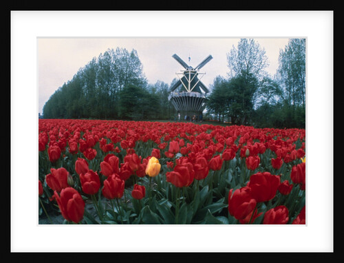 Field of Tulips with Windmill by Anonymous