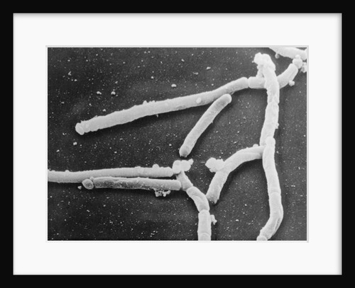 Scientific Depiction of Bacteria by Anonymous