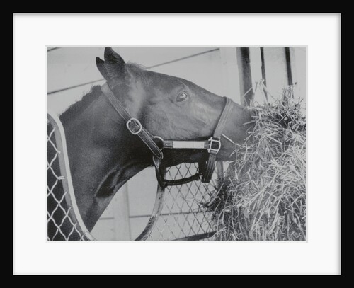 Horse Eating Alfalfa by Anonymous
