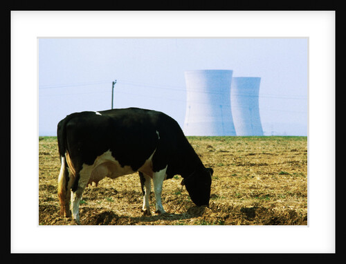Cow Grazing in Front of Three Mile Island Power Plant by Anonymous