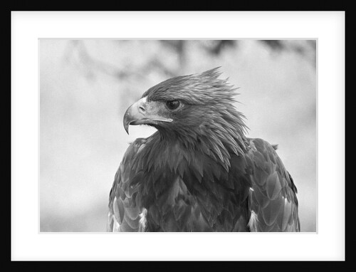Head of a Golden Eagle by Anonymous