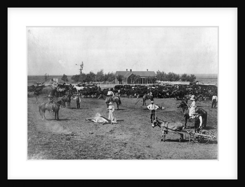 Women Branding Cattle by Anonymous