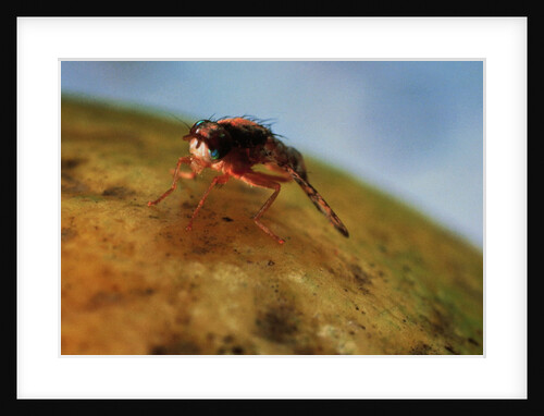 Mediterranean Fruit Fly by Anonymous