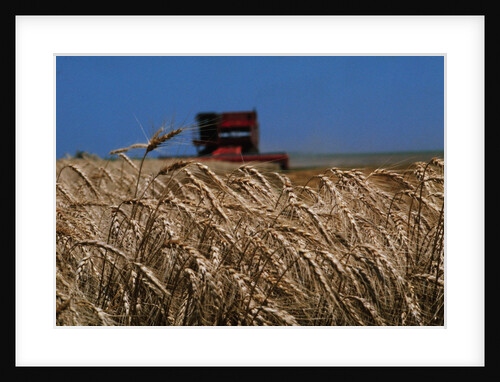 Wheat Field in Kansas by Anonymous