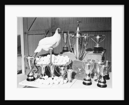 Leghorn and Her Eggs with Trophy for Egg Laying by Anonymous