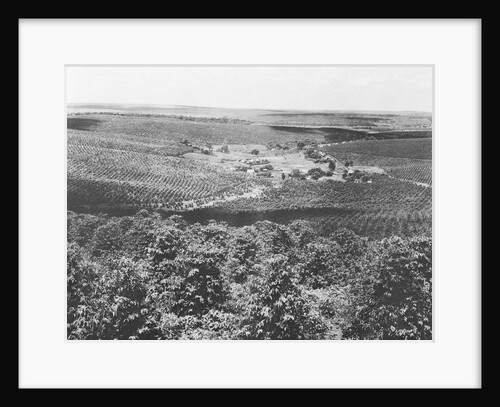 Coffee Plantation in Brazil by Anonymous
