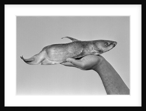 Deformed Catfish by Anonymous