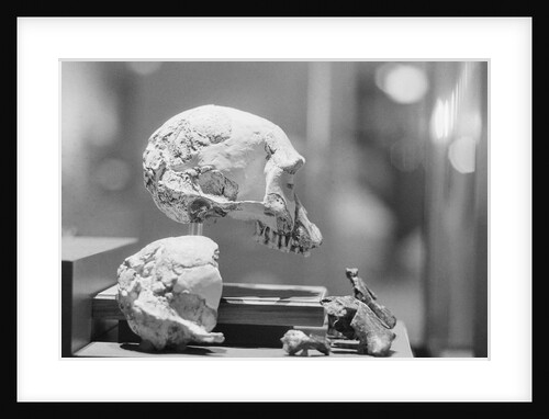 Neanderthal Skull on Display at Museum by Anonymous