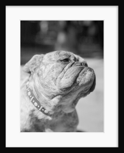 Winning Bulldog at Dog Show by Anonymous