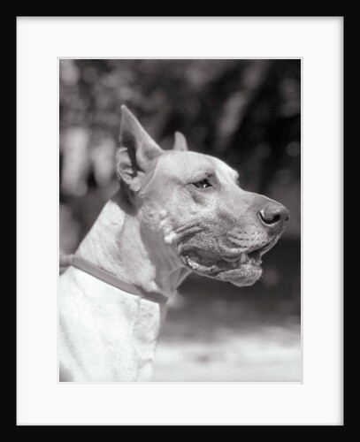 Winning Great Dane at Dog Show by Anonymous