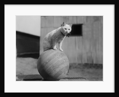 Cat Standing on Wood Ball by Anonymous