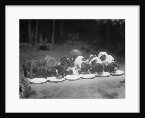 Puppies Eating Food by Anonymous