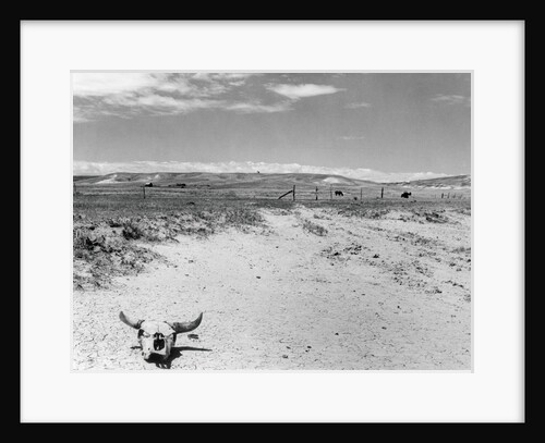 Drought Scene with Bleached Skull by Anonymous