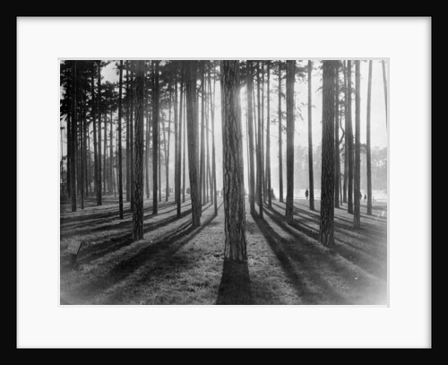 Lights and Shadows Showing Through the Trees by Anonymous