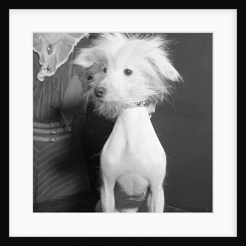 Portrait of Dog Admitted in Westminster Kennel Club Show by Anonymous