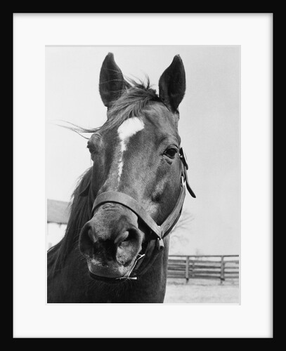 Man O' War Relaxing on His Farm by Anonymous